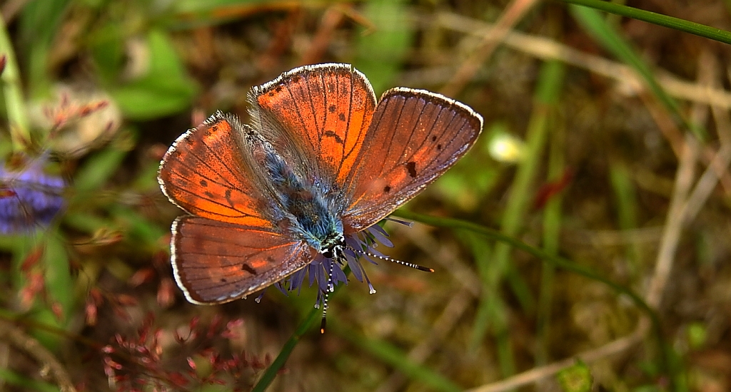 Czerwończyk zamgleniec (Lycaena alciphron)