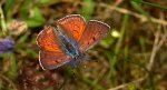 Czerwończyk zamgleniec (Lycaena alciphron)