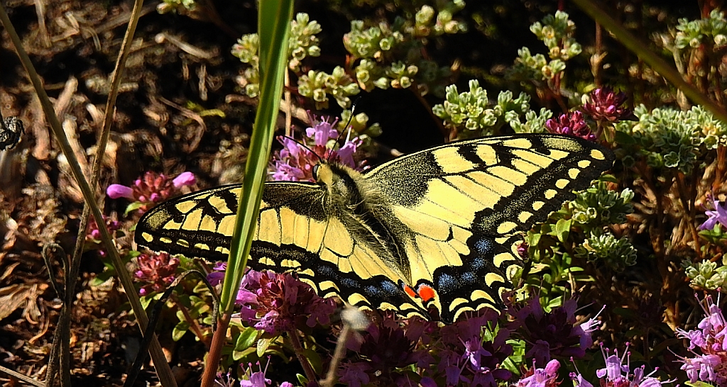 Paź królowej (Papilio machaon)