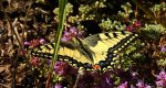 Paź królowej (Papilio machaon)