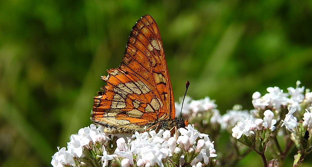 Przeplatka maturna (Euphydryas maturna)