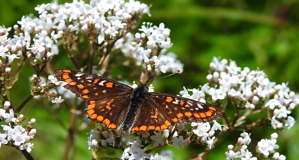 Przeplatka maturna (Euphydryas maturna)