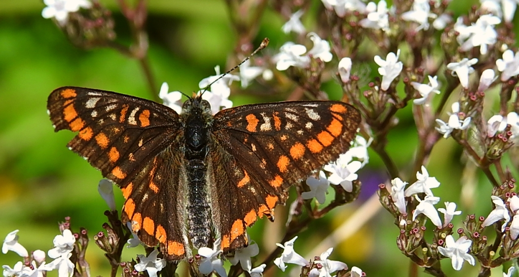 Przeplatka maturna (Euphydryas maturna)