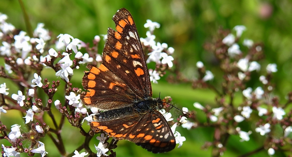 Przeplatka maturna (Euphydryas maturna)