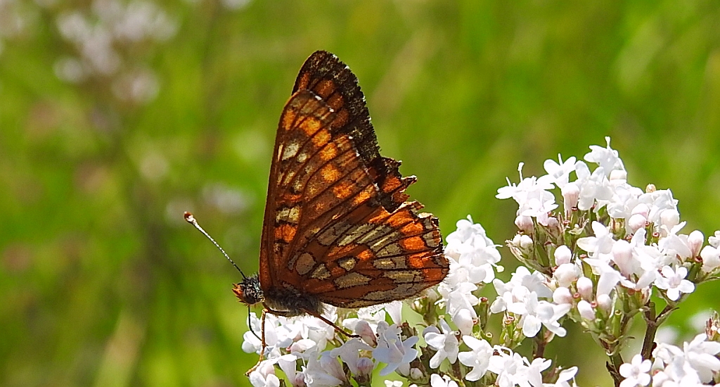 Przeplatka maturna (Euphydryas maturna)