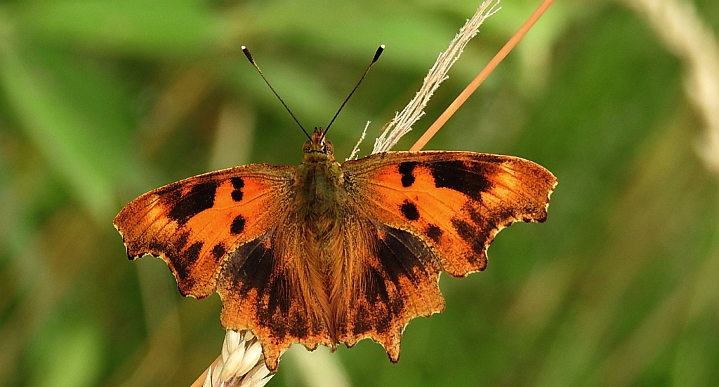 Rusałka ceik (Polygonia c-album)