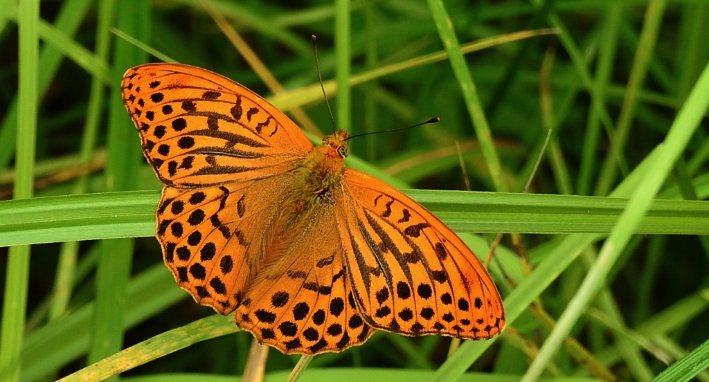 Perłowiec malinowiec, dostojka malinowiec (Argynnis paphia)