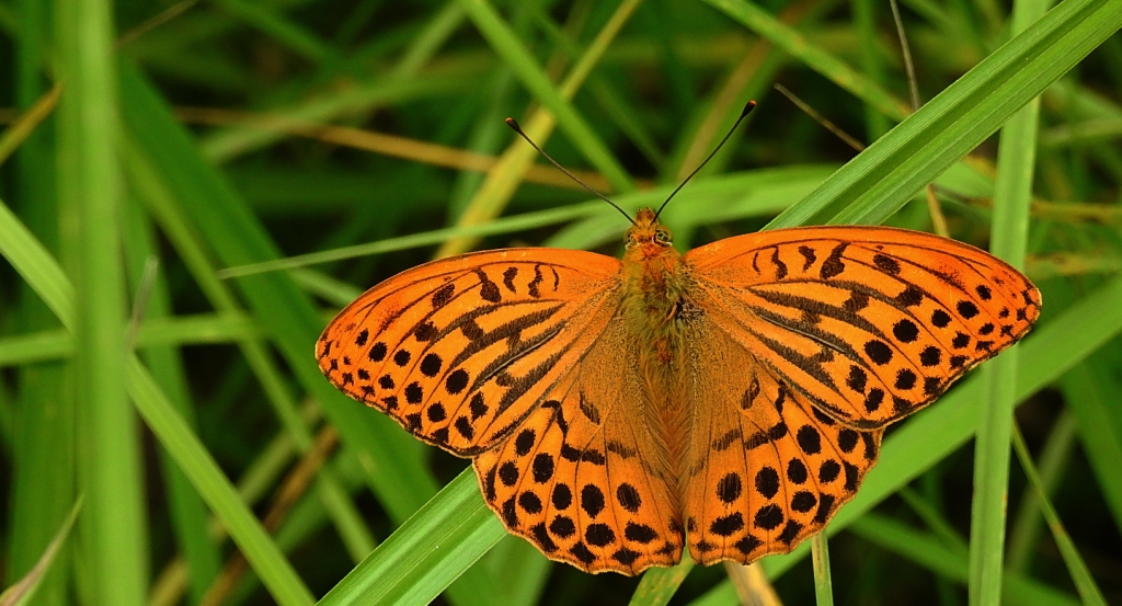 Perłowiec malinowiec, dostojka malinowiec (Argynnis paphia)