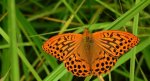 Perłowiec malinowiec, dostojka malinowiec (Argynnis paphia)