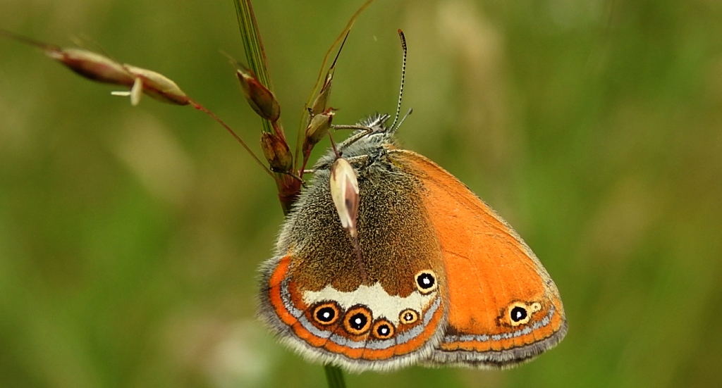 Strzępotek perełkowiec (Coenonympha arcania)