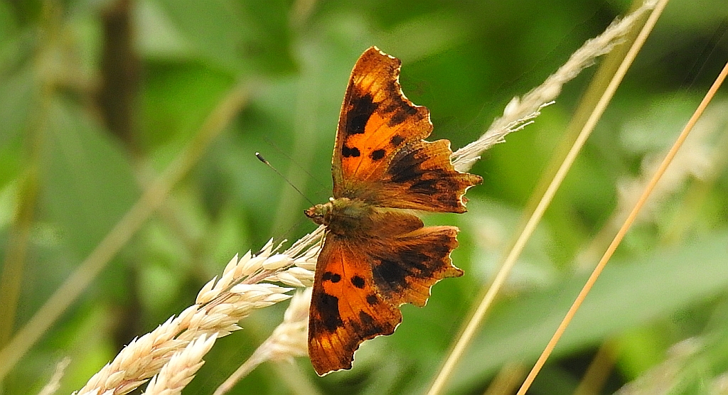 Rusałka ceik (Polygonia c-album)