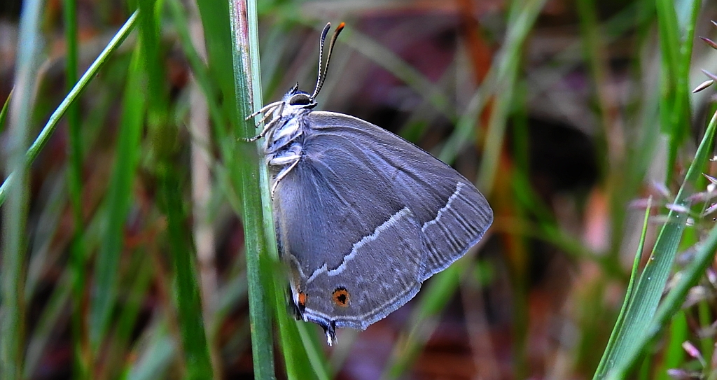 Pazik dębowiec (Neozephyrus quercus)