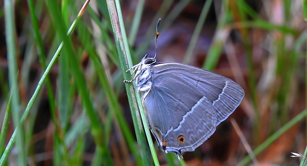 Pazik dębowiec (Neozephyrus quercus)