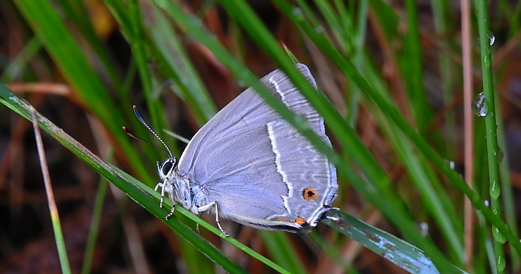 Pazik dębowiec (Neozephyrus quercus)