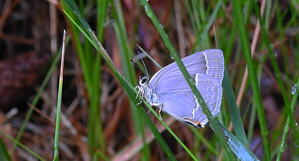 Pazik dębowiec (Neozephyrus quercus)
