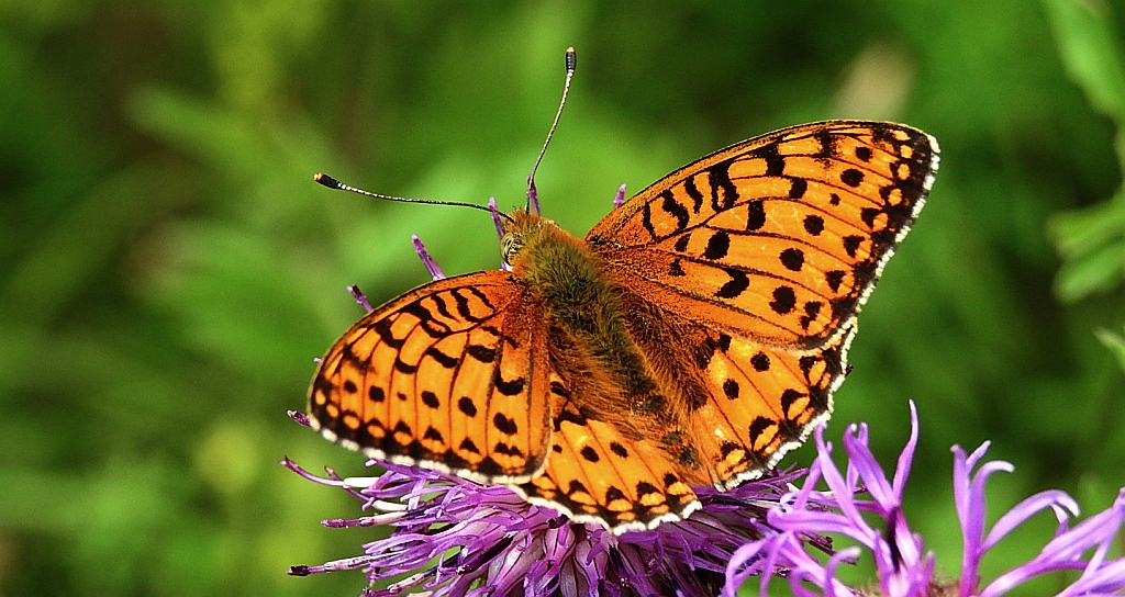 Dostojka aglaja, perłowiec aglaja, (Argynnis aglaja)