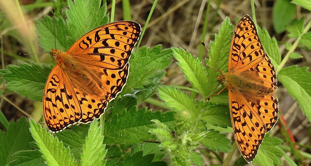 Dostojka aglaja, perłowiec aglaja, (Argynnis aglaja)