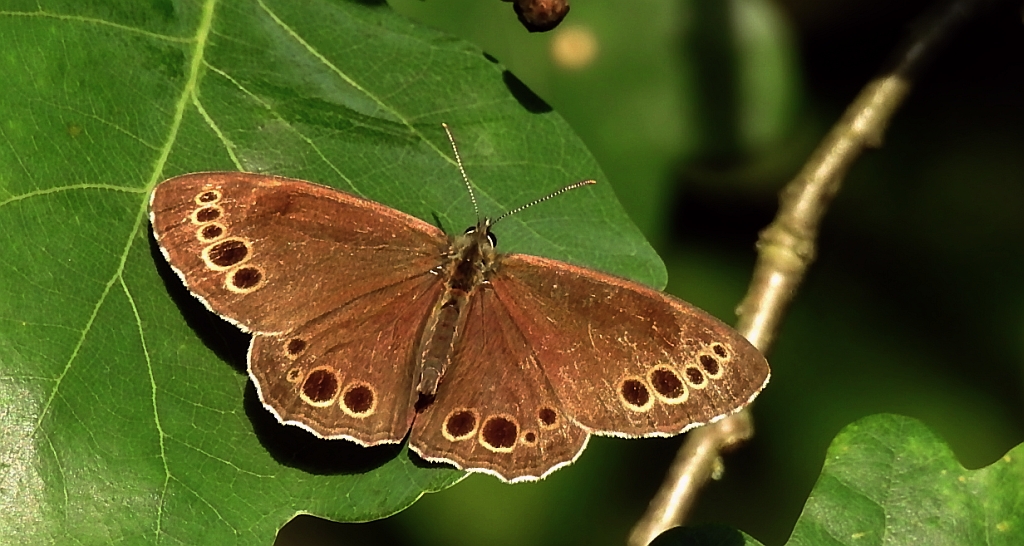 Osadnik wielkooki (Lopinga achine)