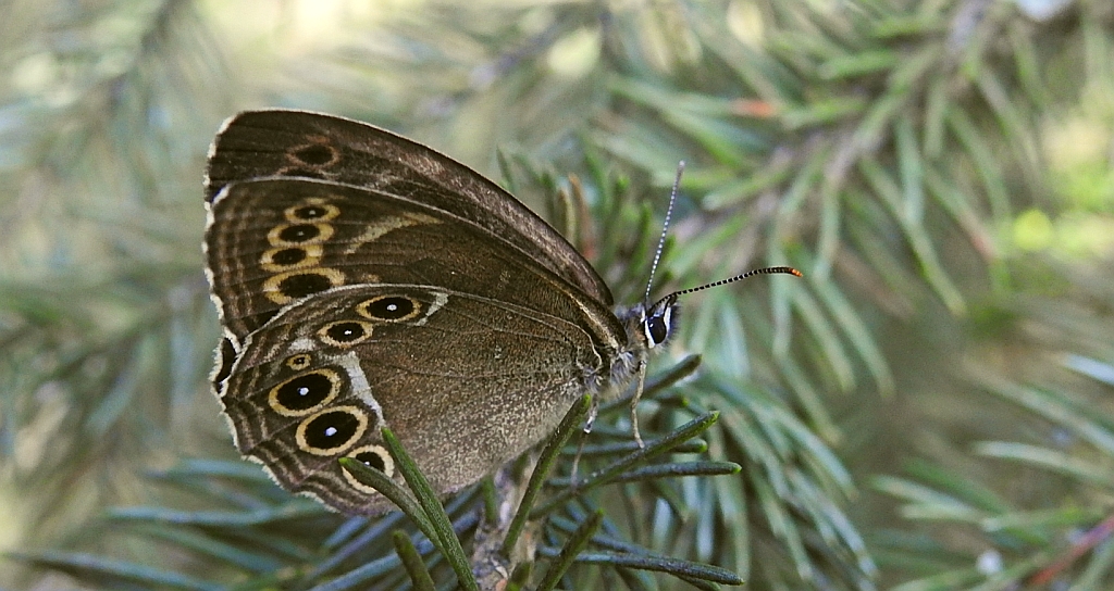 Osadnik wielkooki (Lopinga achine)