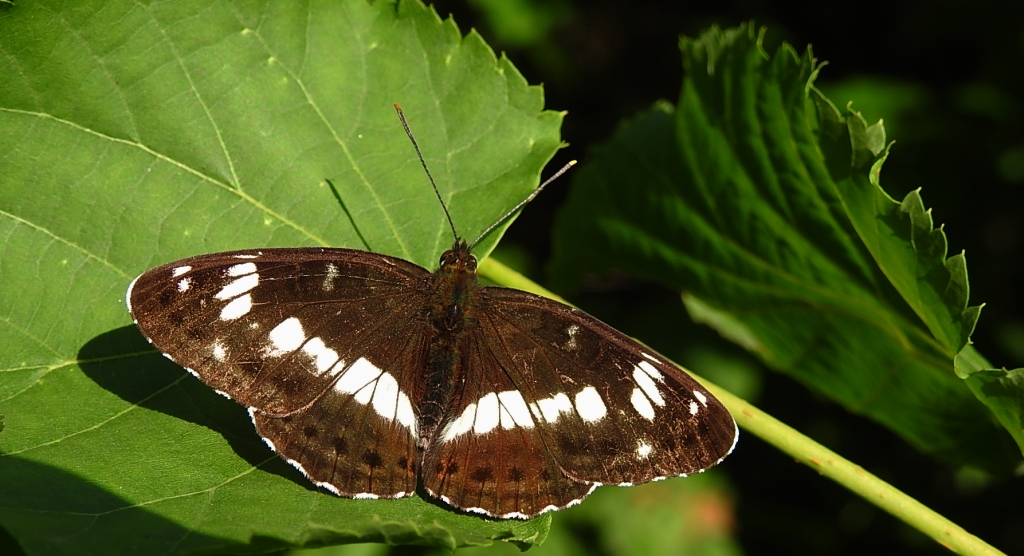 Pokłonnik kamilla, pokłonnik wróż (Limenitis camilla)