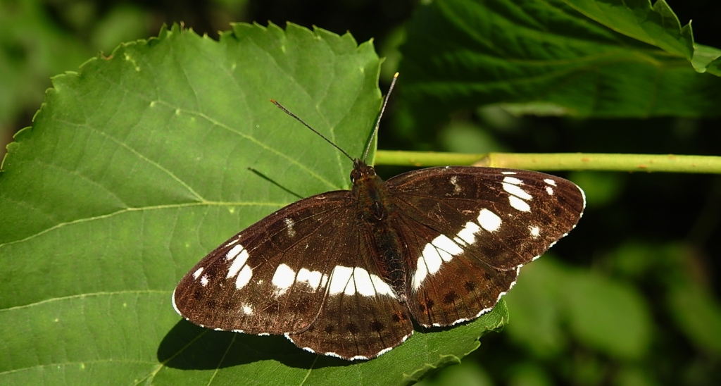 Pokłonnik kamilla, pokłonnik wróż (Limenitis camilla)