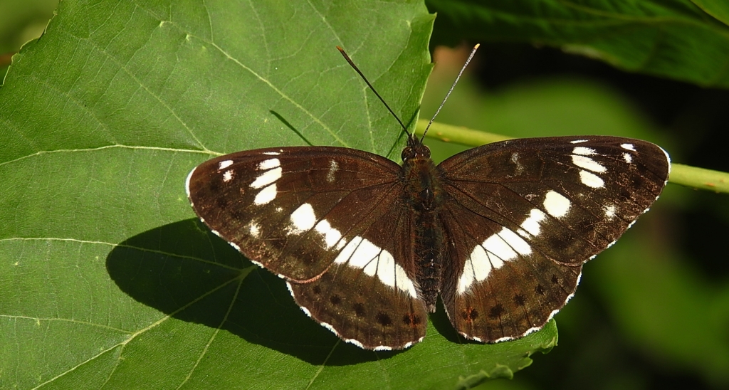 Pokłonnik kamilla, pokłonnik wróż (Limenitis camilla)
