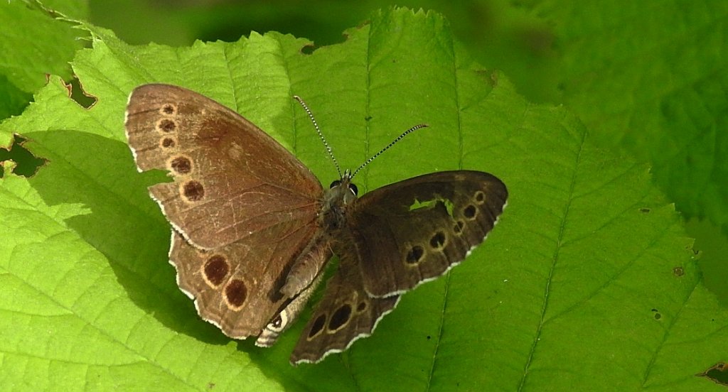Osadnik wielkooki (Lopinga achine)
