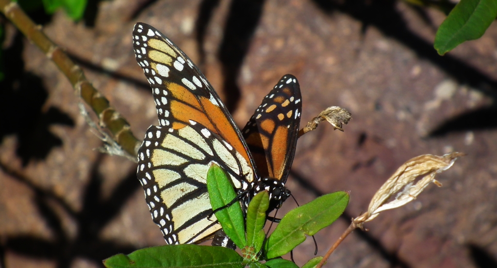 Danaid wędrowny, monarch, monarcha (Danaus plexippus)
