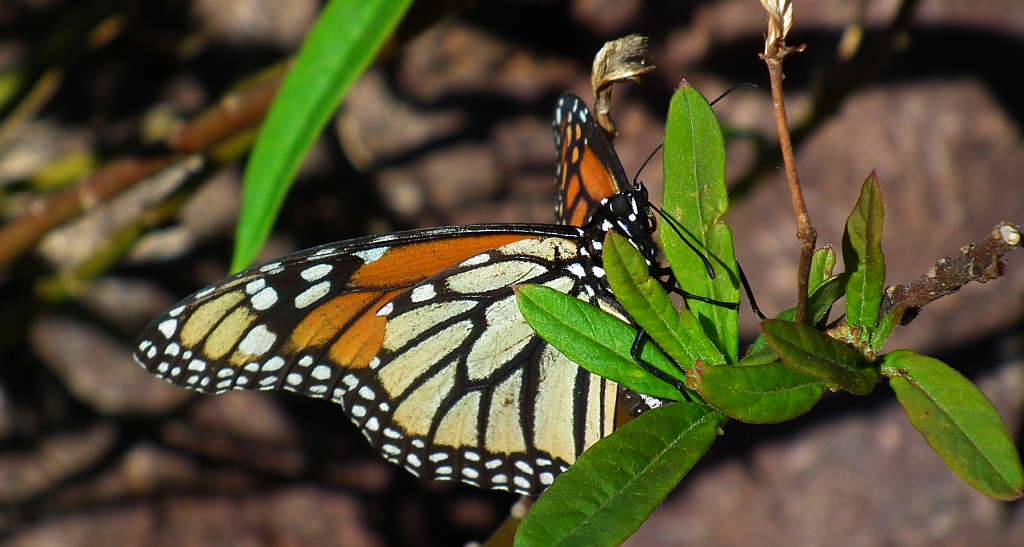 Danaid wędrowny, monarch, monarcha (Danaus plexippus)