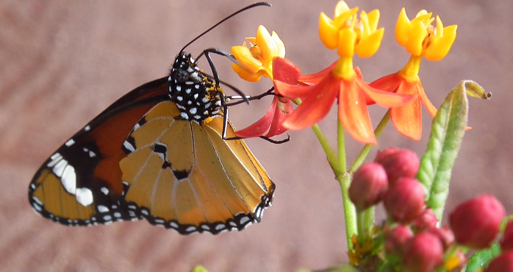 Monarcha złocisty (Danaus chrysippus)