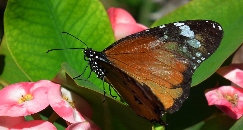 Monarcha złocisty (Danaus chrysippus)