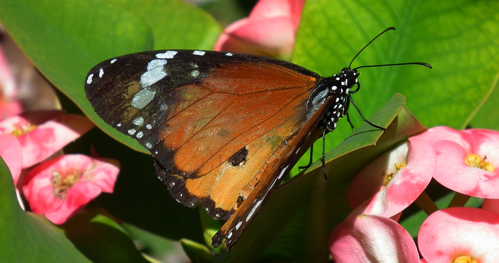 Monarcha złocisty (Danaus chrysippus)