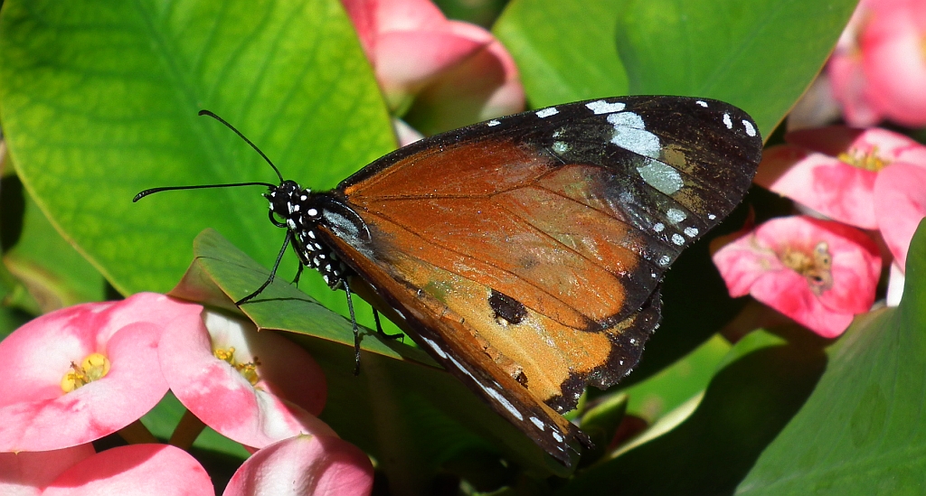 Monarcha złocisty (Danaus chrysippus)