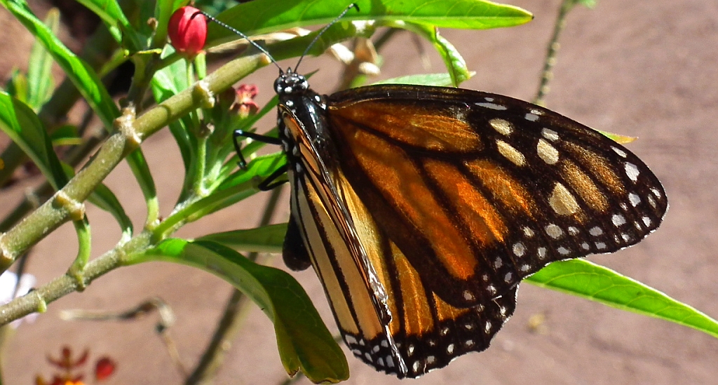 Danaid wędrowny, monarch, monarcha (Danaus plexippus)