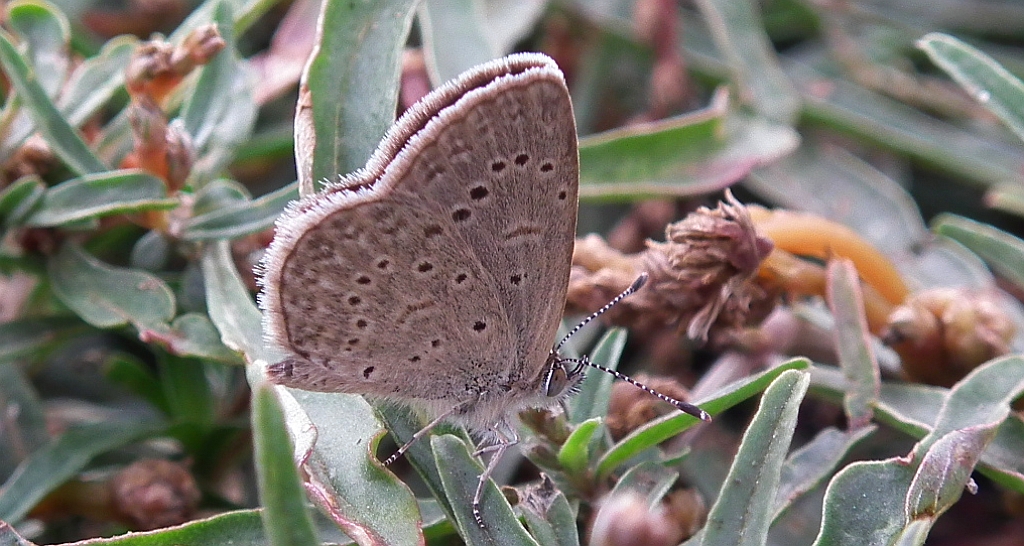 Modraszek knysna (Zizeeria knysna)