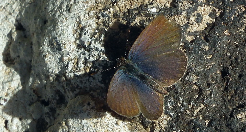 Modraszek knysna (Zizeeria knysna)