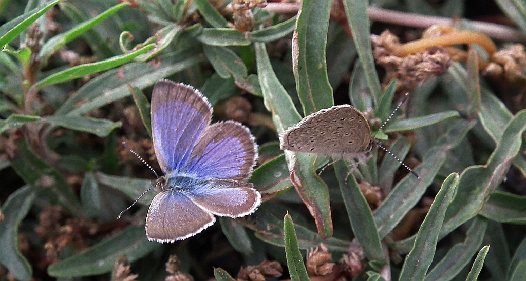 Modraszek knysna (Zizeeria knysna)