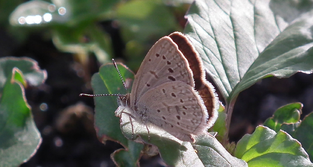 Modraszek knysna (Zizeeria knysna)