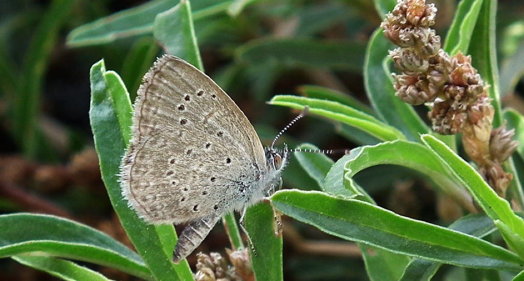 Modraszek knysna (Zizeeria knysna)