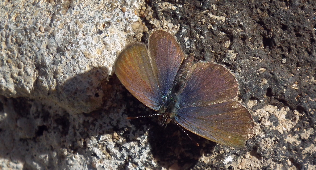 Modraszek knysna (Zizeeria knysna)