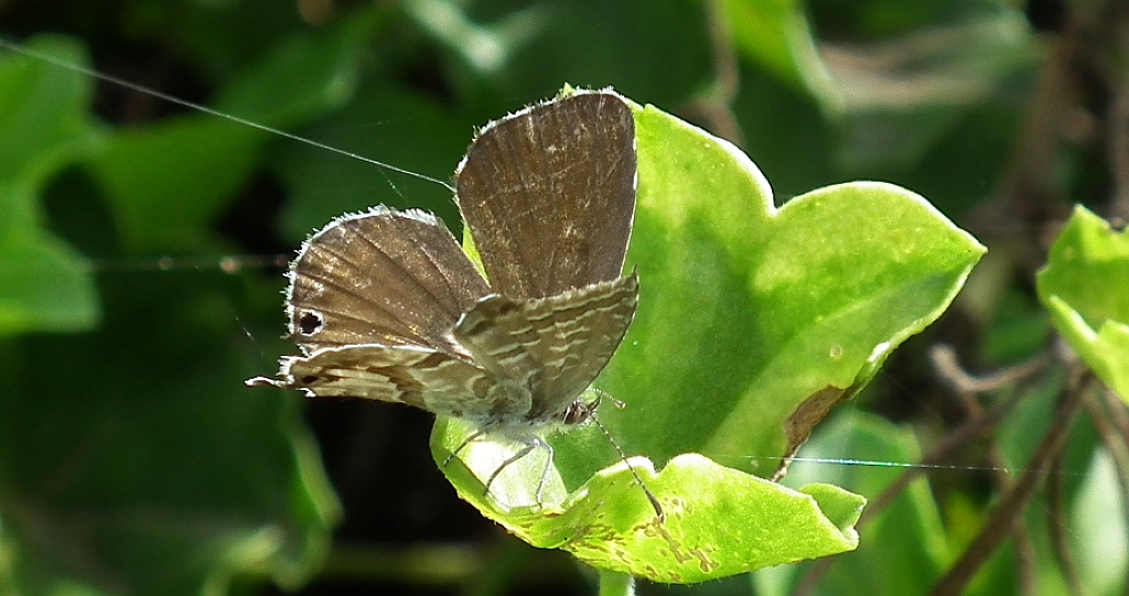Modrogończyk brązowy ( Cacyreus marshalli)