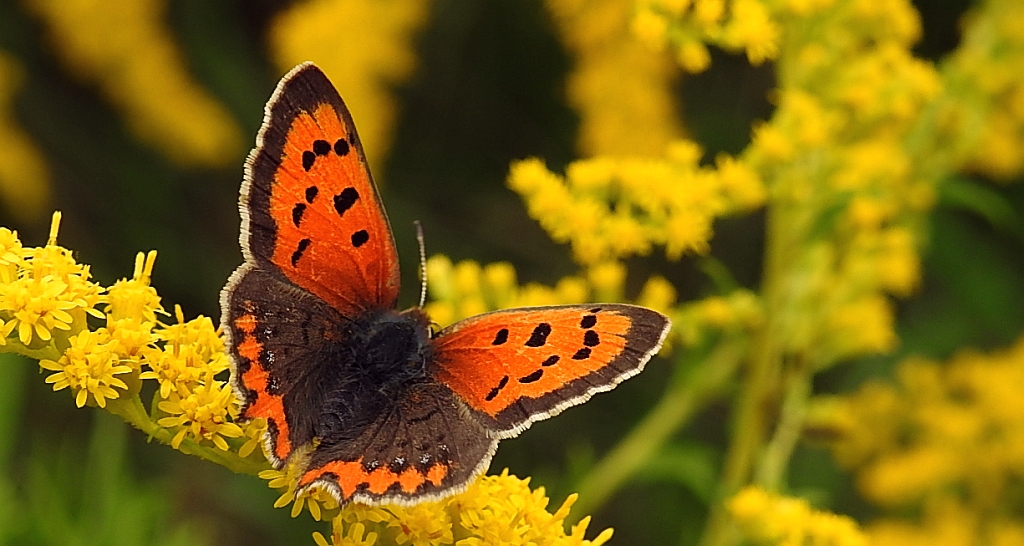 Czerwończyk żarek (Lycaena phlaeas syn. Lycaena phlaeoides)