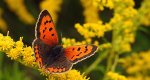 Czerwończyk żarek (Lycaena phlaeas syn. Lycaena phlaeoides)