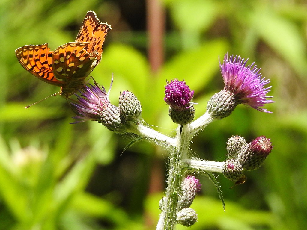 Dostojka aglaja, perłowiec aglaja, (Argynnis aglaja)