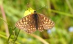 Przeplatka atalia (Melitaea athalia)
