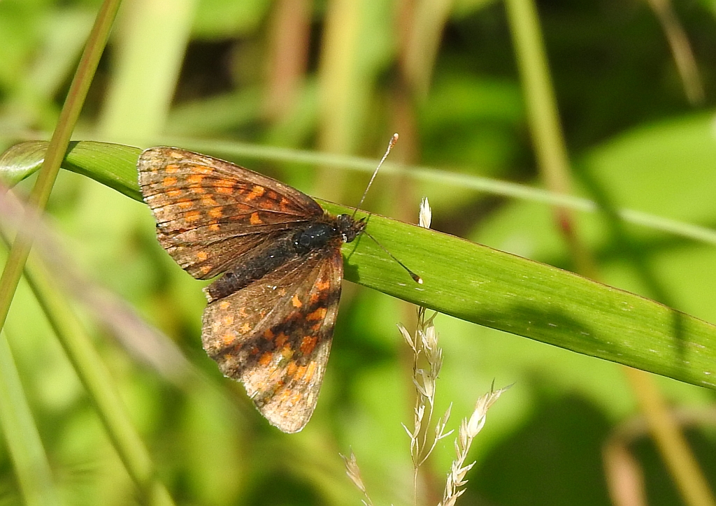 Przeplatka atalia (Melitaea athalia)