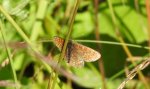 Przeplatka atalia (Melitaea athalia)