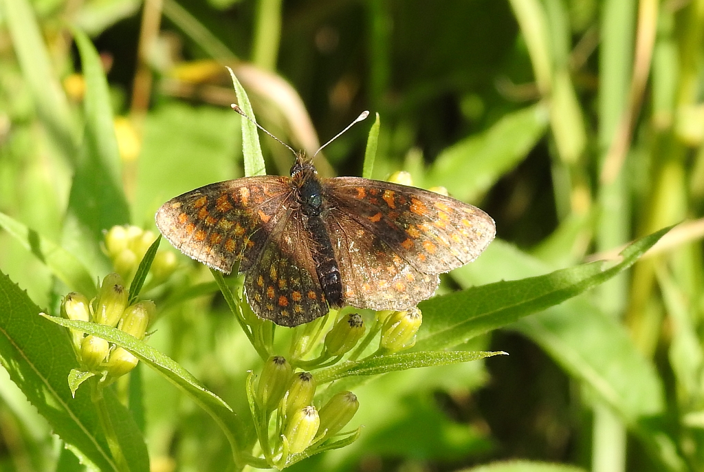 Przeplatka atalia (Melitaea athalia)