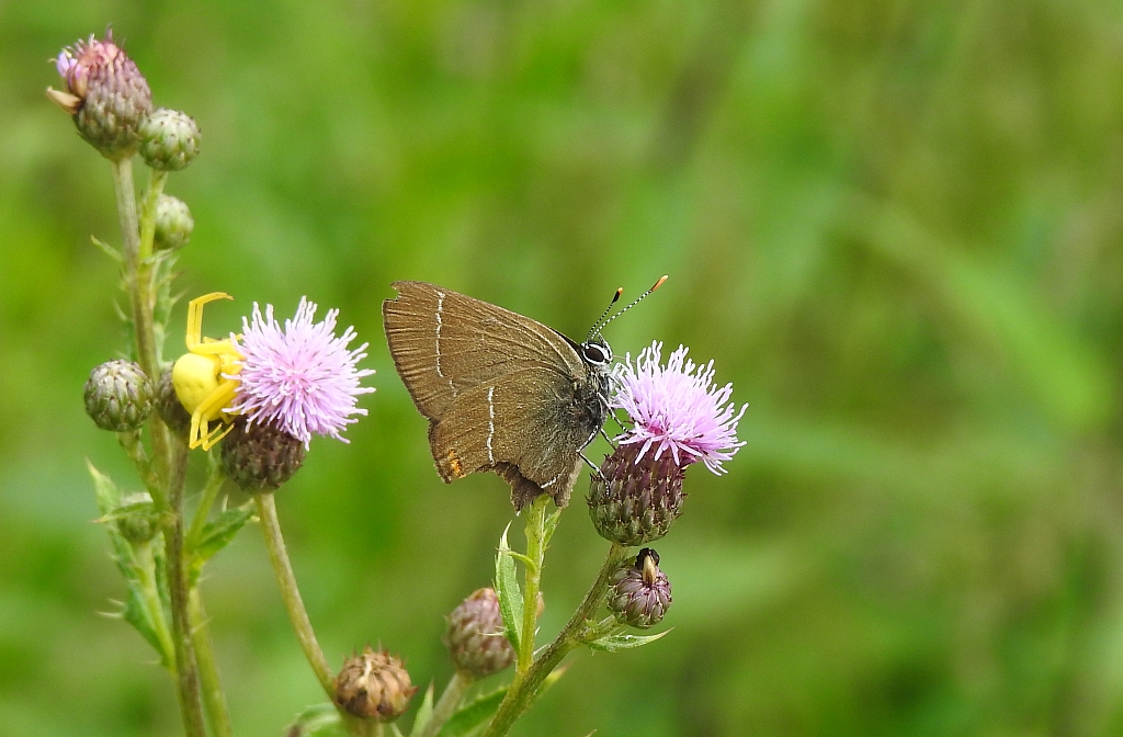 Ogończyk wiązowiec (Satyrium w-album)