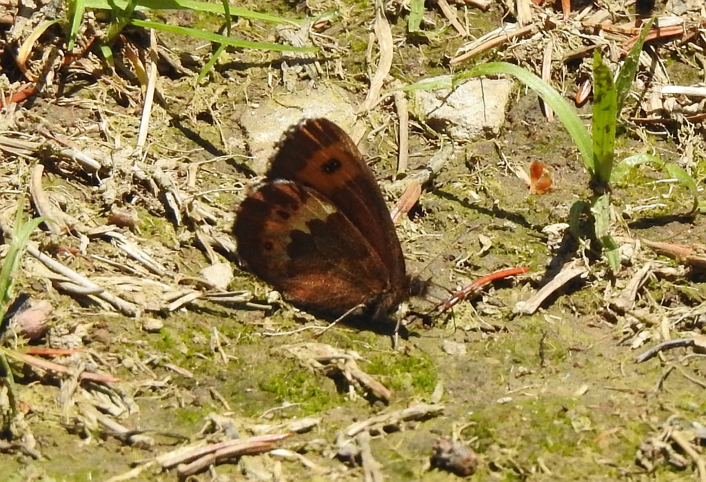 Górówka euriala (Erebia euryale)